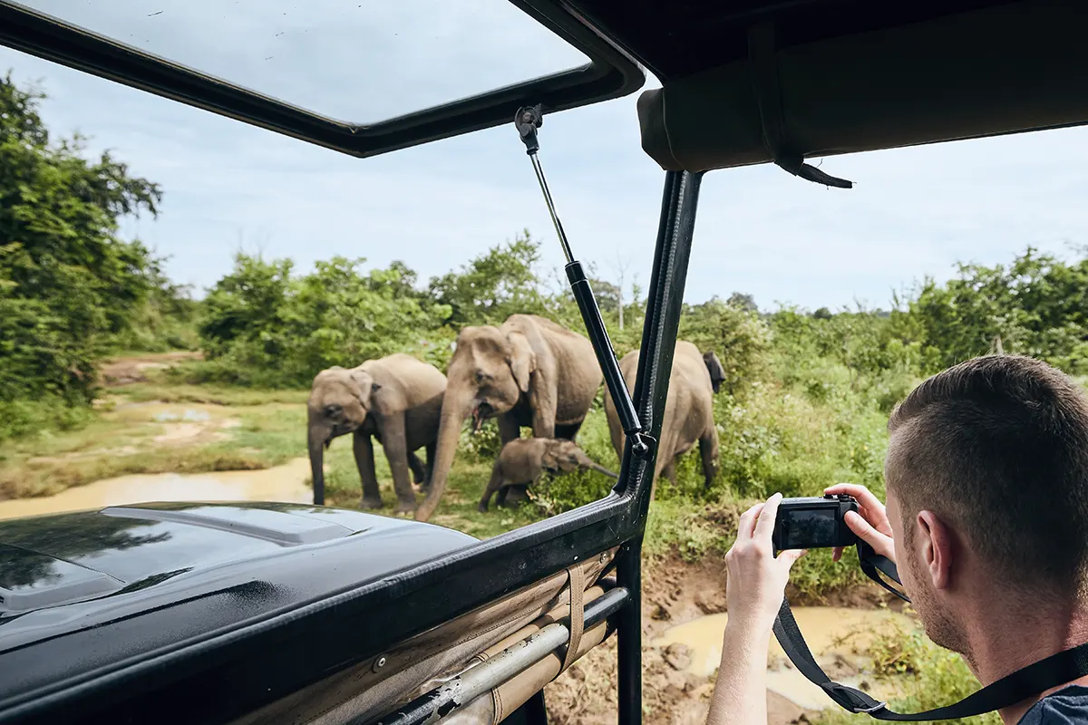 photographing-of-group-of-elephants-2023-11-27-05-23-19-utc.webp